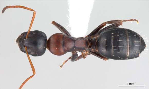 Слика од Camponotus kurdistanicus Emery 1898