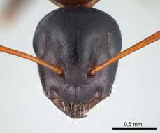 Image of Camponotus kurdistanicus Emery 1898