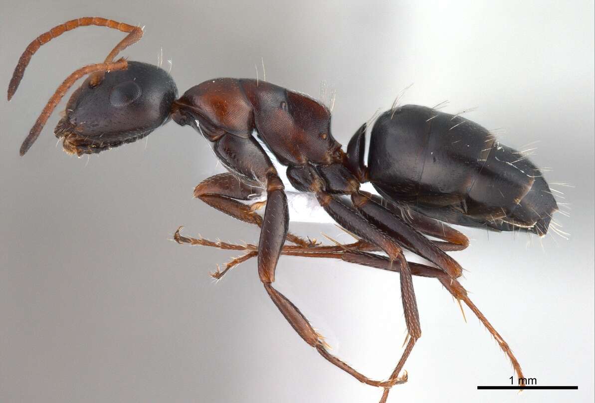 Image of Camponotus kurdistanicus Emery 1898