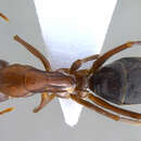 Image of Camponotus turkestanicus Emery 1887