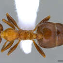 Image of Crematogaster subdentata Mayr 1877