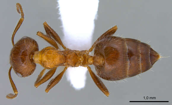 Crematogaster subdentata Mayr 1877 resmi