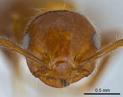 Image of Crematogaster subdentata Mayr 1877