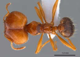 Image of Pheidole pallidula (Nylander 1849)