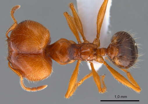 Image of Pheidole pallidula (Nylander 1849)