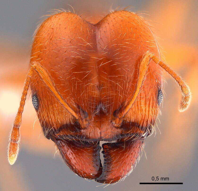 Image of Pheidole pallidula (Nylander 1849)
