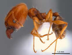 Image of Pheidole pallidula (Nylander 1849)