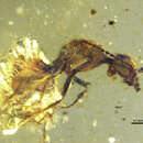 Image of Zigrasimecia tonsora