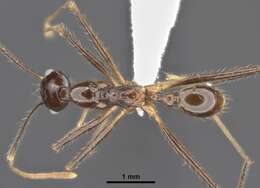 Image of Pheidole comata Smith 1858