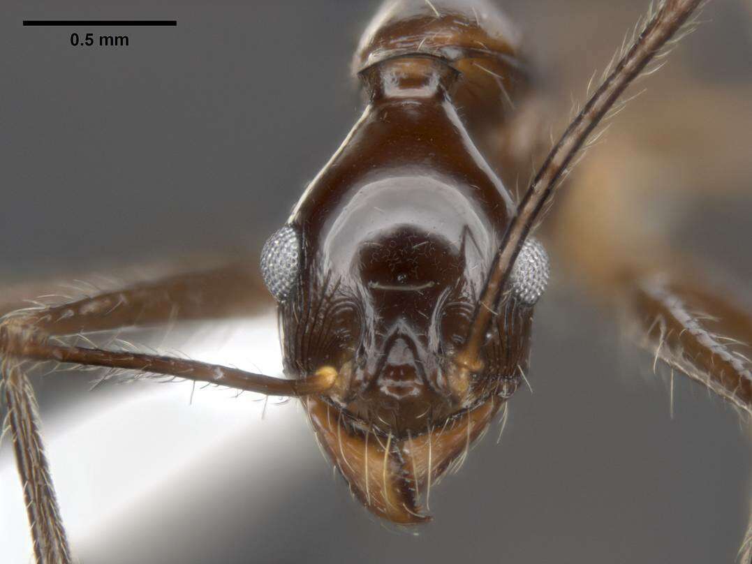 Image of Pheidole comata Smith 1858