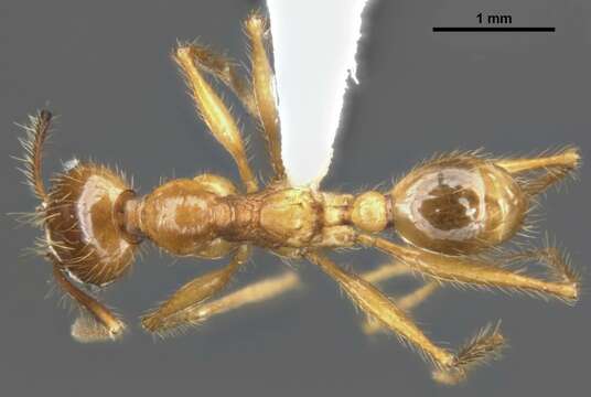 Plancia ëd Pheidole gatesi (Wheeler 1927)