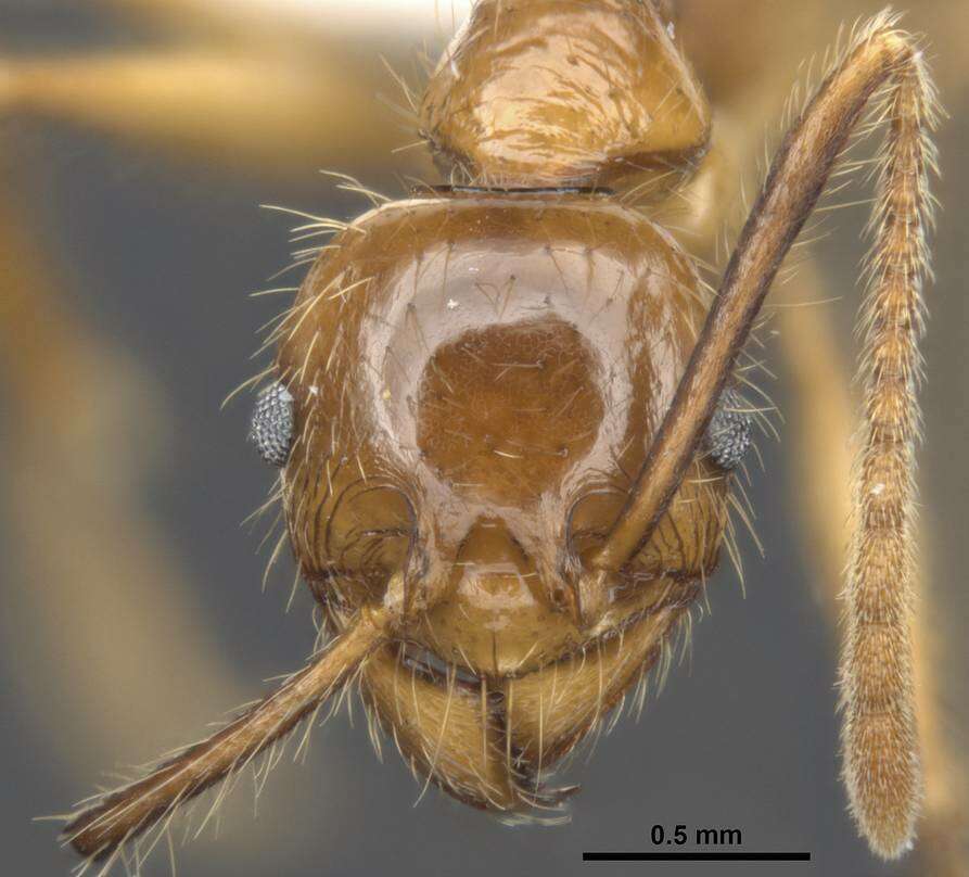 Plancia ëd Pheidole gatesi (Wheeler 1927)