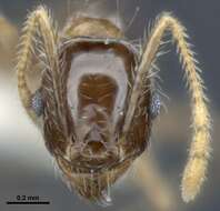 Image of Bigheaded ant