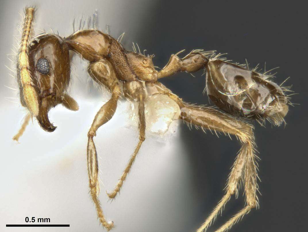 Image of Bigheaded ant