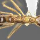Image of <i>Pheidole nodus</i>