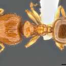 Image de Pheidole umbonata Mayr 1870