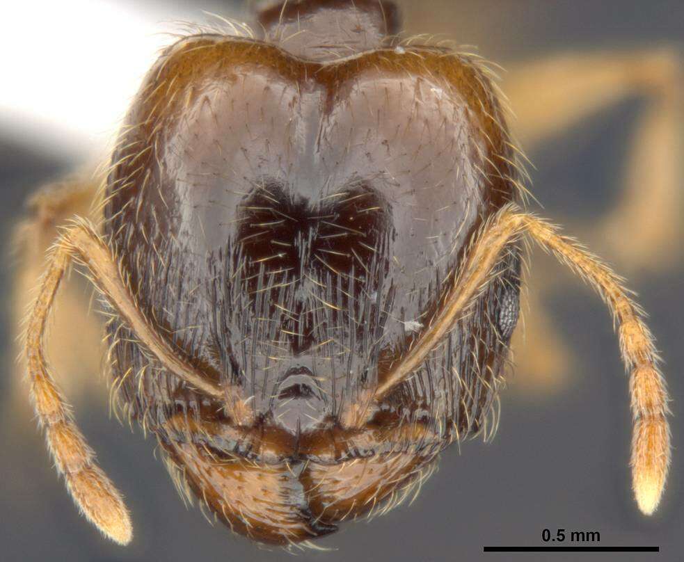 Image of Pheidole pallidula (Nylander 1849)