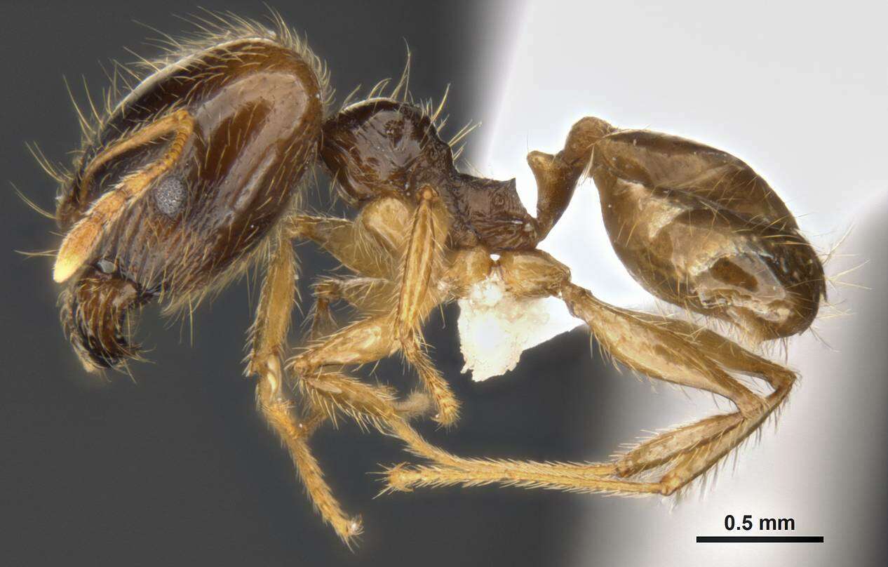 Image of Pheidole pallidula (Nylander 1849)