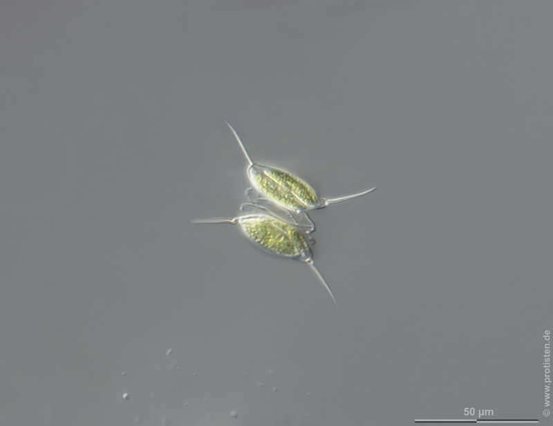 Image of Desmodesmus communis