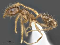 Image of Pheidole pallidula (Nylander 1849)