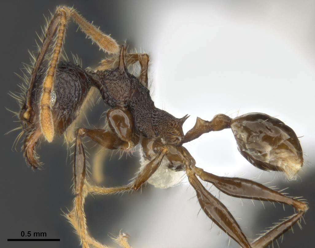 Image of Pheidole quadrensis Forel 1900