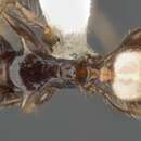 Image of Pheidole sexspinosa Mayr 1870