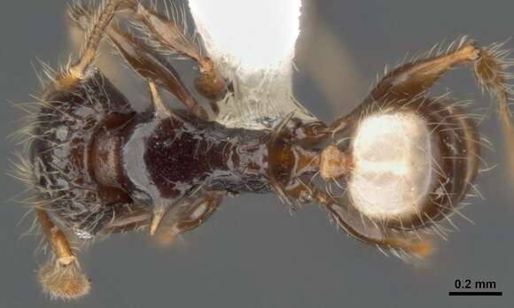 Image of Pheidole sexspinosa Mayr 1870