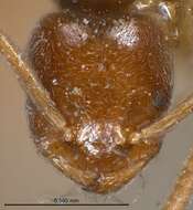 Image of Bothriomyrmex breviceps Santschi 1919