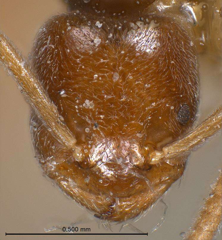 Image de Bothriomyrmex breviceps Santschi 1919