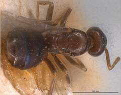 Image de Bothriomyrmex corsicus Santschi 1923