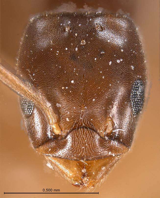 Image de Bothriomyrmex corsicus Santschi 1923