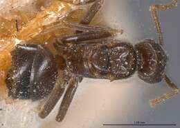 Image of Bothriomyrmex emarginatus Santschi 1919