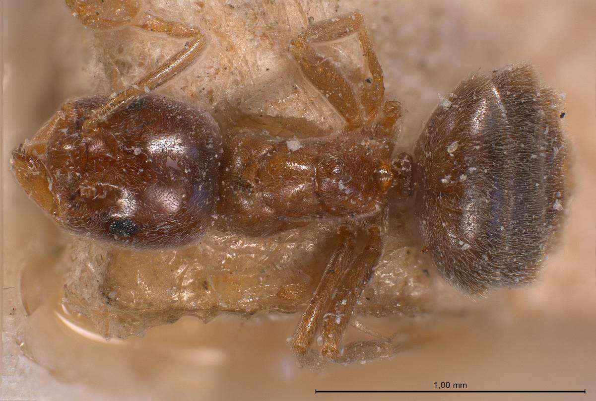 Image de Bothriomyrmex corsicus Santschi 1923