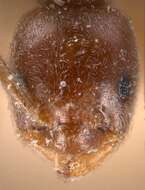 Image de Bothriomyrmex corsicus Santschi 1923