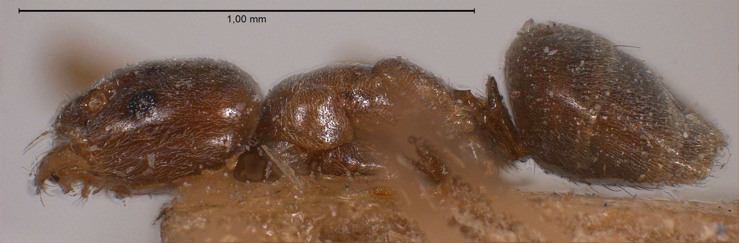 Image de Bothriomyrmex corsicus Santschi 1923