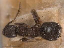 Image of Bothriomyrmex meridionalis (Roger 1863)