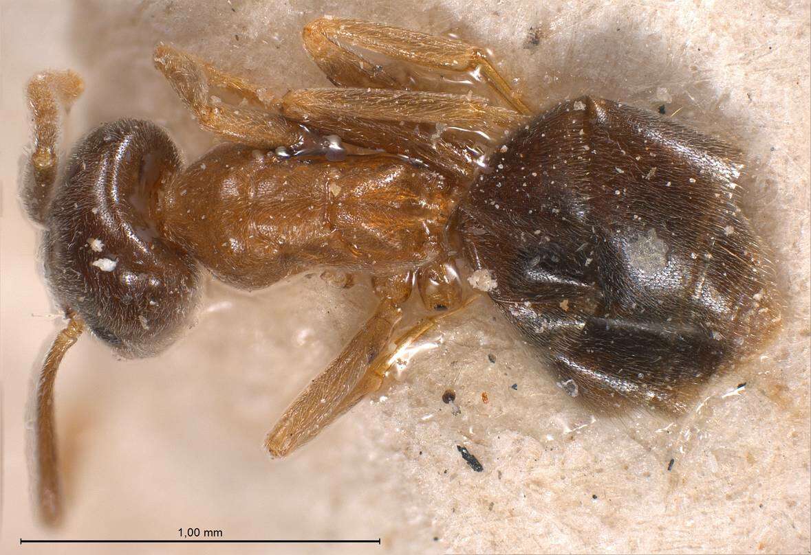 Image de Bothriomyrmex corsicus Santschi 1923