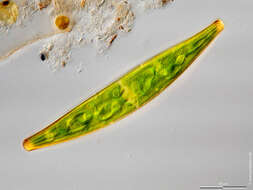 Image of Closterium striolatum Ehrenberg ex Ralfs 1848