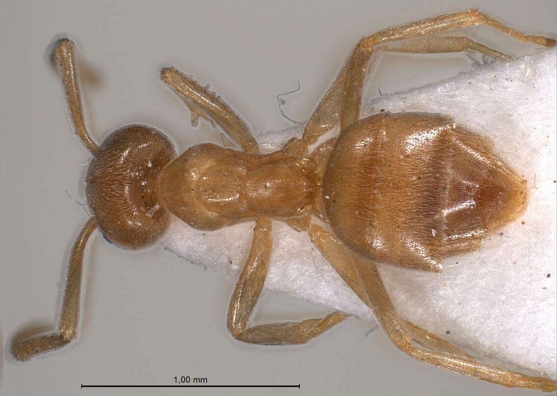 Image of Bothriomyrmex meridionalis (Roger 1863)