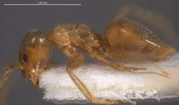 Image of Bothriomyrmex meridionalis (Roger 1863)