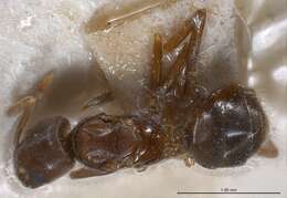 Image de Bothriomyrmex regicidus Santschi 1919