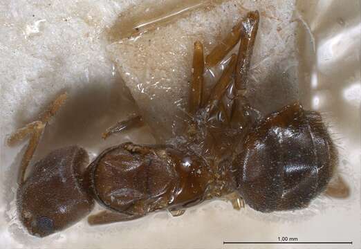 Image of Bothriomyrmex regicidus Santschi 1919