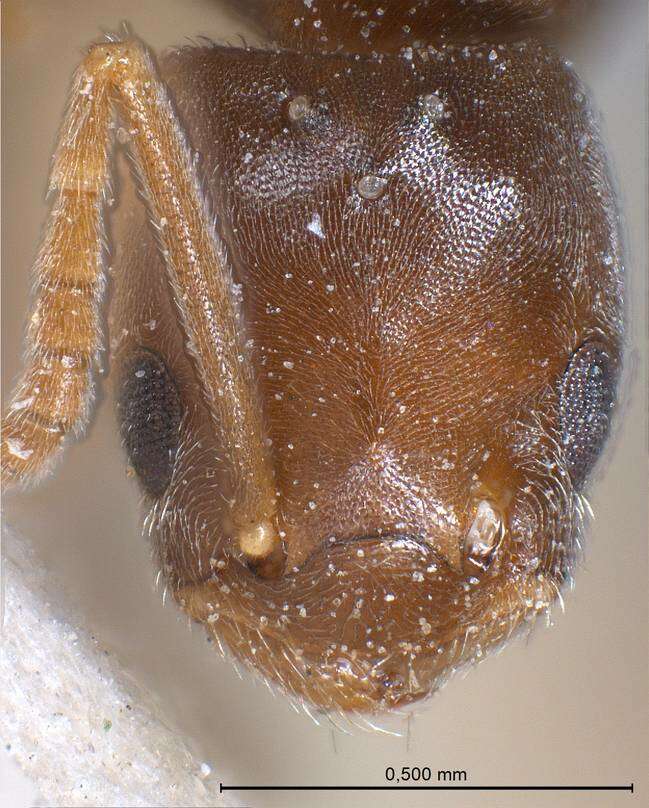 Image de Bothriomyrmex regicidus Santschi 1919