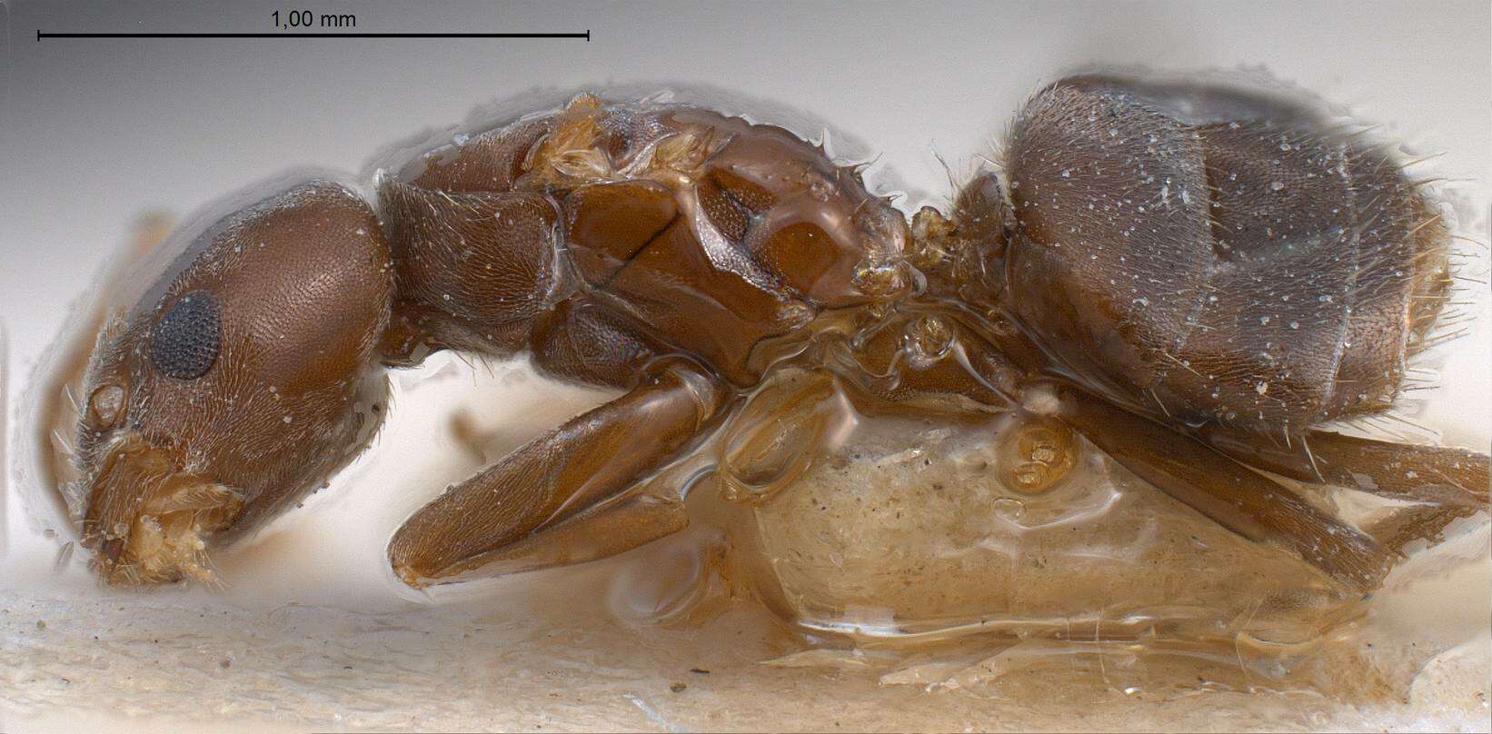 Image de Bothriomyrmex regicidus Santschi 1919