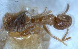 Image de Bothriomyrmex