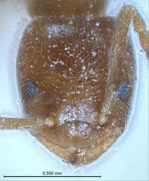 Image of Bothriomyrmex