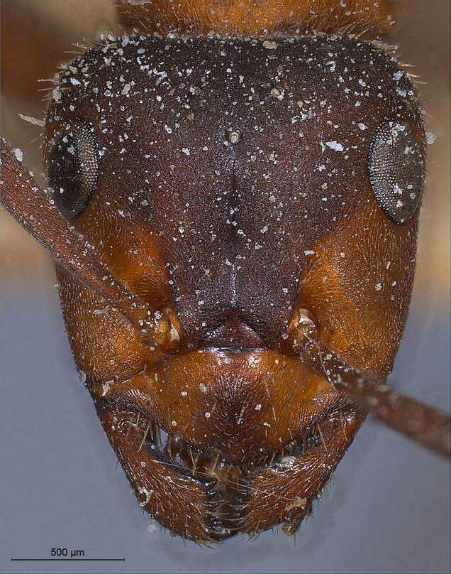 Image of Hairy wood ant