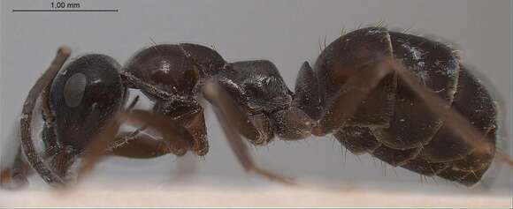 Image of Black bog ant