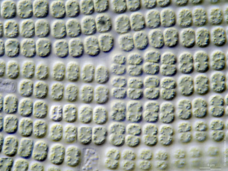 Merismopedia elegans A. Braun ex Kützing 1849的圖片