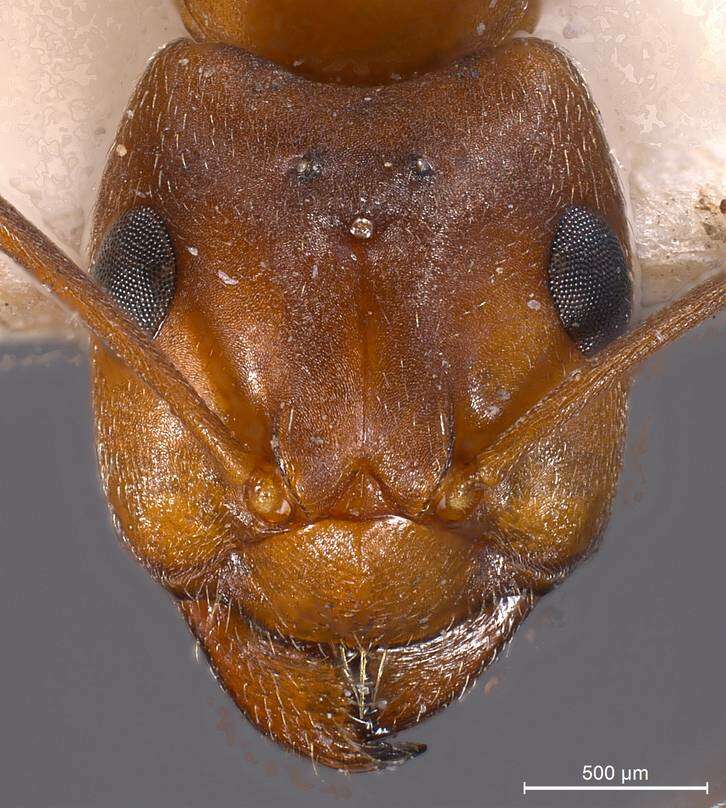 Image of Narrow headed ant